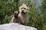 CAIRN TERRIER 435